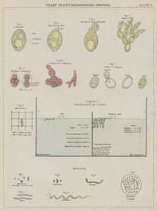 Jästsvamp, Saccharomyces Cerevisiae (färglitografi) av English School