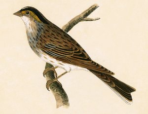 Yellow Browed Bunting, illustration från "A History of the Birds of Europe Not Observed in the British Isles" av Charles Robert Bree (1811-86), publicerad 1867