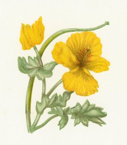 Gulhornig vallmo, Glaucium Luteum av English School