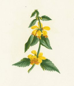 Gul vessla-snut, Galeobdolon Luteum av English School