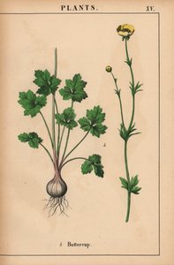 Gul smörblomma  , från "The Instructive Picturebook, or Lessons from the Vegetable World," [Charlotte Mary Yonge], Edinburgh av English School