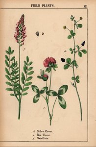 Gulklöver, rödklöver och saintfoin eller sainfoin  , från "The Instructive Picturebook, or Lessons from the Vegetable World," [Charlotte Mary Yonge], Edinburgh av English School