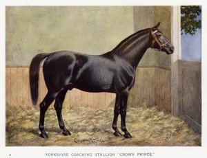 Yorkshire tränarhingst "Crown Prince" (färg litho) av English School