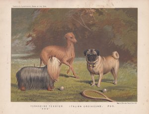 Yorkshire terrier, italiensk vinthund och mops visas med tennisracket och bollar av English School