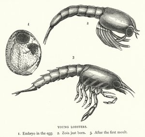 Unga hummer (gravyr) av English School