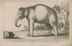 Junger männlicher Elefant