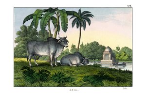 Zebu av English School