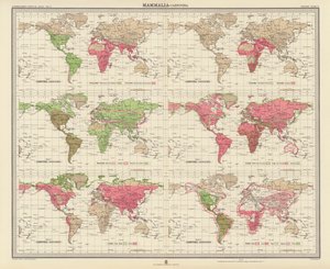 Zoogeografi: Däggdjur, köttätare (färglitografi) av English School