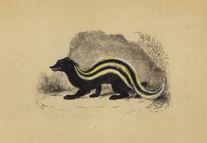 Zorilla (färglitografi) av English School