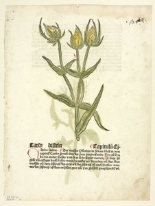 Tistel (recto) och tistelknoppar (verso) från Gart Der Gesundheit (även kallad Hortus sanitatis, eller Hälsans trädgård), plansch 32 från Träsnitt ur böcker från 1400-talet