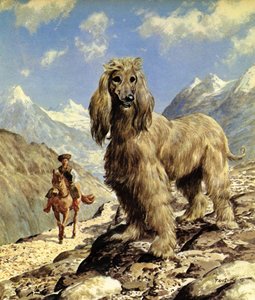 Afghan Hound (färglitografi)