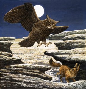 Fennek-räven och örnugglan