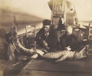 Obduktion av den första krokodilen ombord, övre Egypten, 1852.
