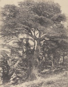 Groupe de Cèdres de Mt. Liban / [Grupp av cederträd, Libanonberget].
