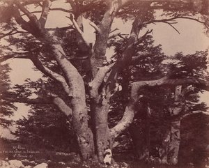 Berget Libanon. Stam av en av Salomons cedrar, 1850-53.