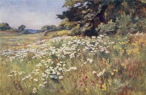 Solsken i Meadowland