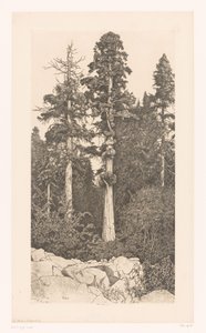 Sequoia boom Baby Sequoia av Ernest Haskell (signed by artist)