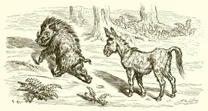 Vildsvinet och åsnan