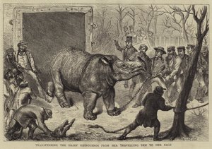 Överföra den håriga noshörningen från hennes resande håla till hennes bur