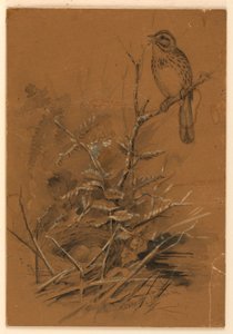Låten Sparrow av Ernest Thompson Seton