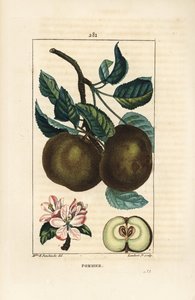 Äppelträd - Äppel, Malus domestica, med gren, blad, frukt, blomma och mogen frukt i sektion som visar frön. Handkolorerad kopparstick av Lambert Junior från en teckning av Ernestine Panckoucke från Chaumeton, Poiret och Chamberets "" La