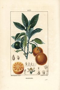Bigaradier, Apelsin, Citrus aurantium, med gren, blad, blomma, mogen och omogen frukt och snitt genom frukt. Handkolorerad kopparstick av Lambert Junior från en teckning av Ernestine Panckoucke från Chaumeton, Poiret och Chamberets "