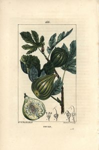 Botanisk tavla: fikonträdsgren med fikon - fikonträd, Ficus carica, visar gren med mogen frukt och löv, samt ett snitt genom frukt. Handkolorerad kopparstick av Lambert Junior från en teckning av Madame E. Panckoucke från Chaumeton,