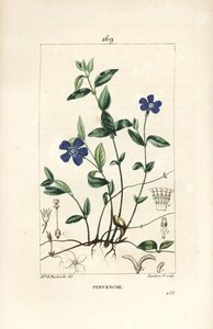 Liten snäcka - Lesser snäcka, Vinca minor, med blomma, blad, stjälk, rot och frö. Handkolorerad kopparstick av Lambert Junior från en teckning av Ernestine Panckoucke från Chaumeton, Poiret och Chamberets "" La Flore Medicale,"" P