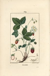 Jordgubbsodlade - Jordgubbe, Fragaria ananassa, visar blomma, blad, mogen frukt, rötter och snitt genom frukt. Handkolorerad kopparstick av Lambert Junior efter en teckning av Ernestine Panckoucke från Chaumeton, Poiret et Chambere