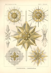 Acanthometra - Stachelstrahlinge, Pl.21 från 