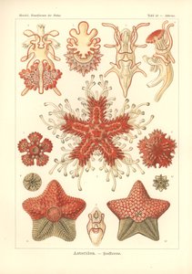 Asteridea - Sea Star, Pl.40. från 