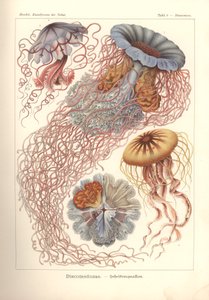 Discomedusae - diskmanet, pl. 8 från 