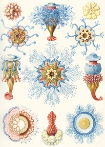Exempel på Siphonophorae från 
