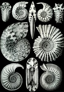 Illustration av Ammonitida från "Art Forms of Nature" 1904 (litho) av Ernst (after) Haeckel