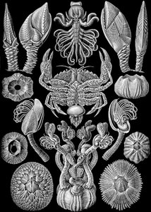 Illustration av Cirripedia från "Art Forms of Nature" 1904 (litho) av Ernst (after) Haeckel