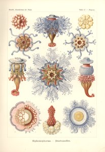 Siphonophorae - Jelly Fish, från 