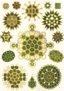 Variationer av Pediastrum från "Art Forms of Nature"