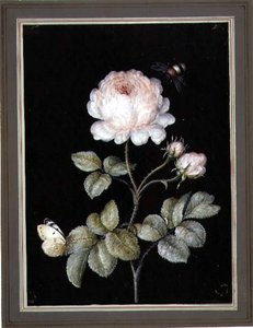 Rose na Bumble Bee na Butterfly (gouache kwenye karatasi)swed av Ernst Friedrich Carl Lang