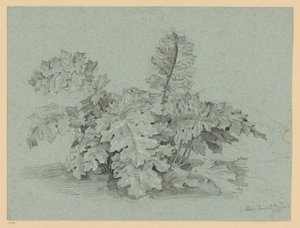 Akanthusplanta av Ernst Fries
