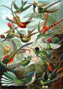 Exempel från familjen Trochilidae, "naturens konstformer"