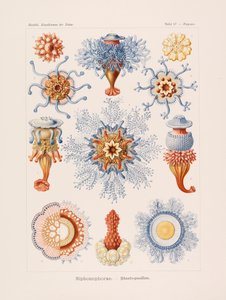 Art Forms in Nature Art Forms in Nature, 1899-1903.