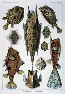Ostraciontes, tallrik från Artforms of Nature av Ernst Haeckel