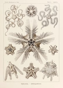 Tallrik 10 Ophiothrix Ophiodea från 
