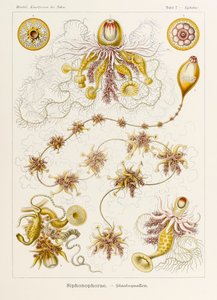 Platta 7 Epibulia Siphonophorae från 