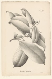 Gren med löv och blomknoppar Uvaria Ovalifolia (titel på objekt) av Ernst Philipp Sixtus