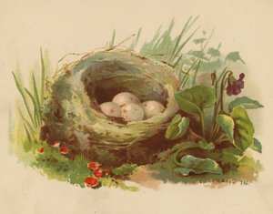 Fågelbo (chromolitho)