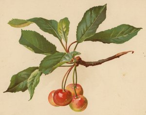Körsbär (chromolitho)