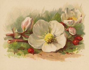 Julros och bär (chromolitho)