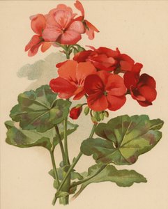 Pelargon (chromolitho)