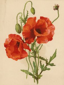 Vallmo (chromolitho)